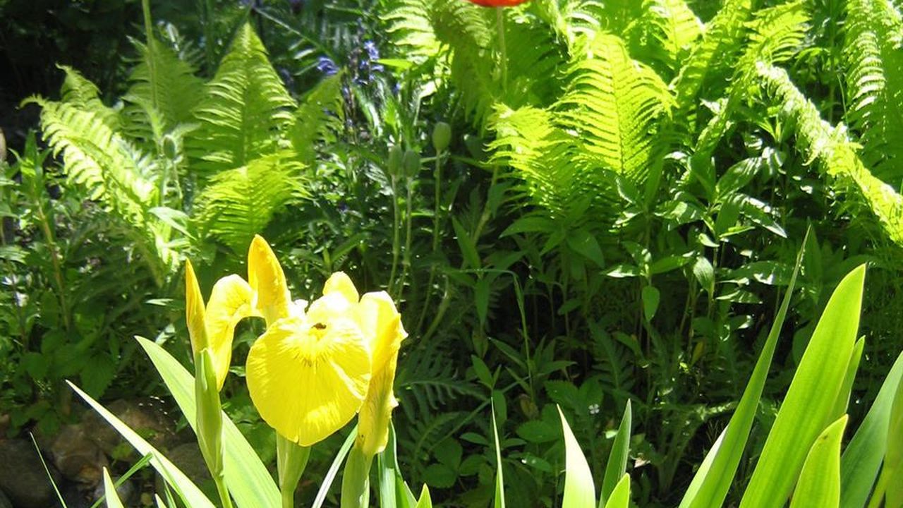 Mohn, Lilien und Farn am Teich Mohn, Lilien und Farn am Teich